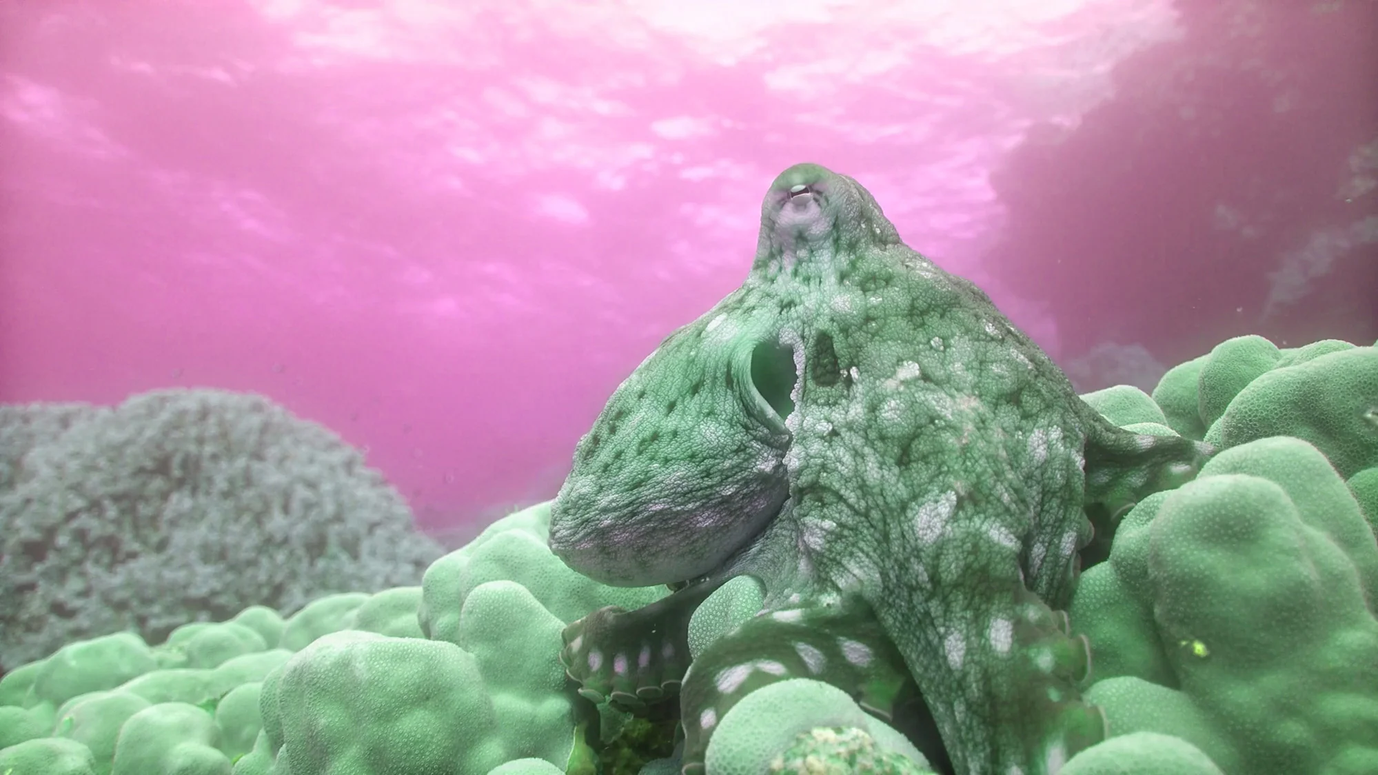 Divine Memory - Image 6