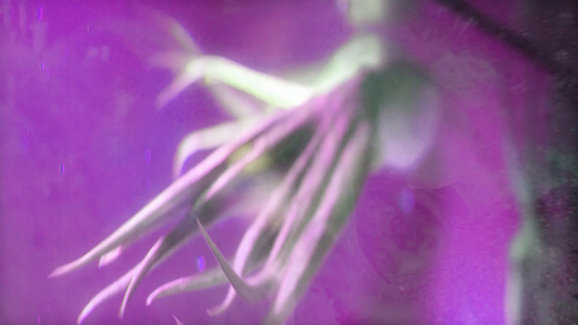 Divine Memory - Image 8